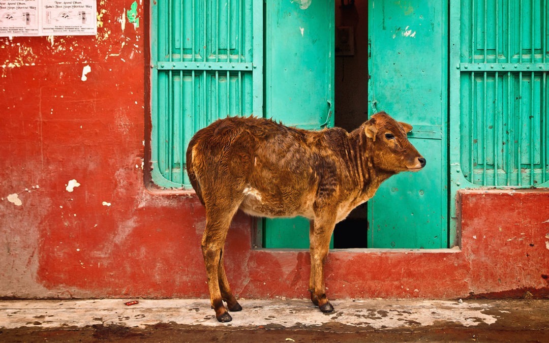 As vacas “idolatradas”