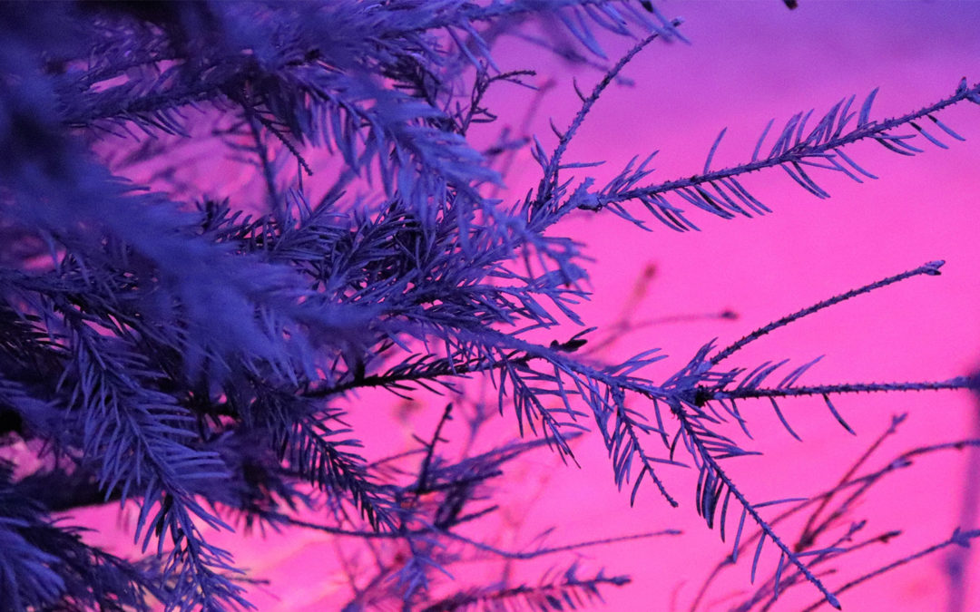 Os efeitos da gratidão