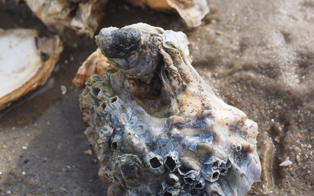 Deus no fundo do mar