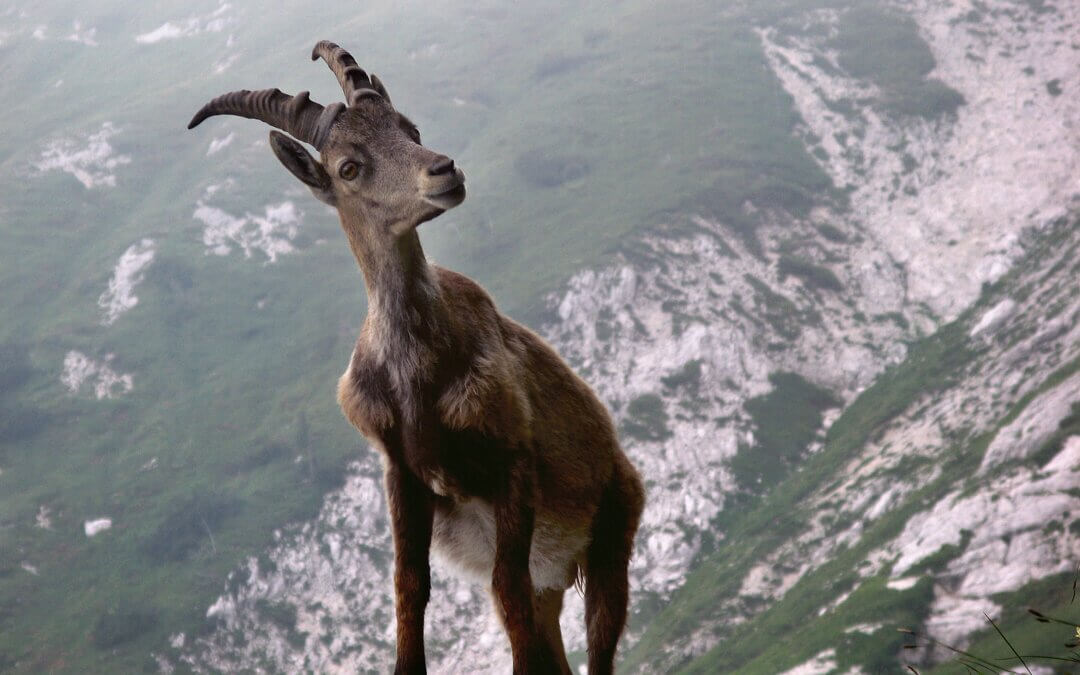 Unglaublich, aber wahr!