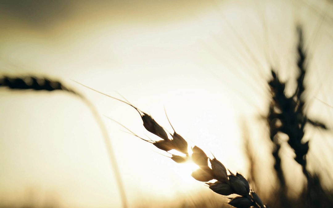 Esperança diante da morte