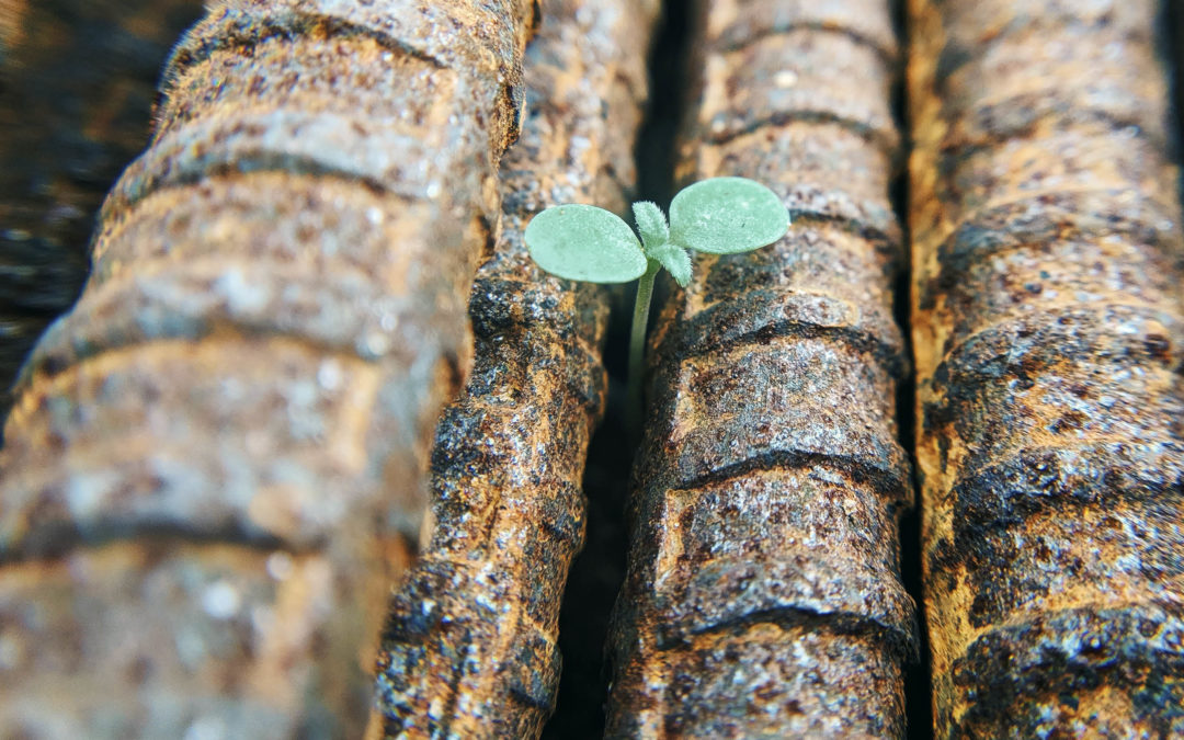 Esperança que triunfa sobre a morte